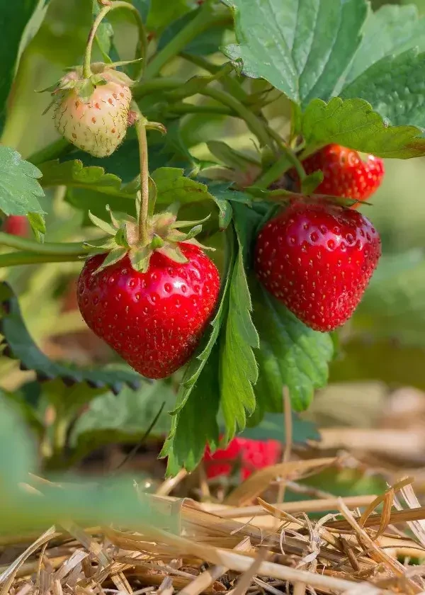 Erdbeeren am Strauch